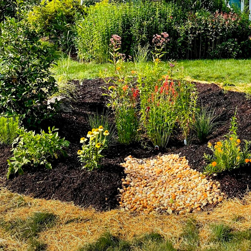 Дождевой сад на участке